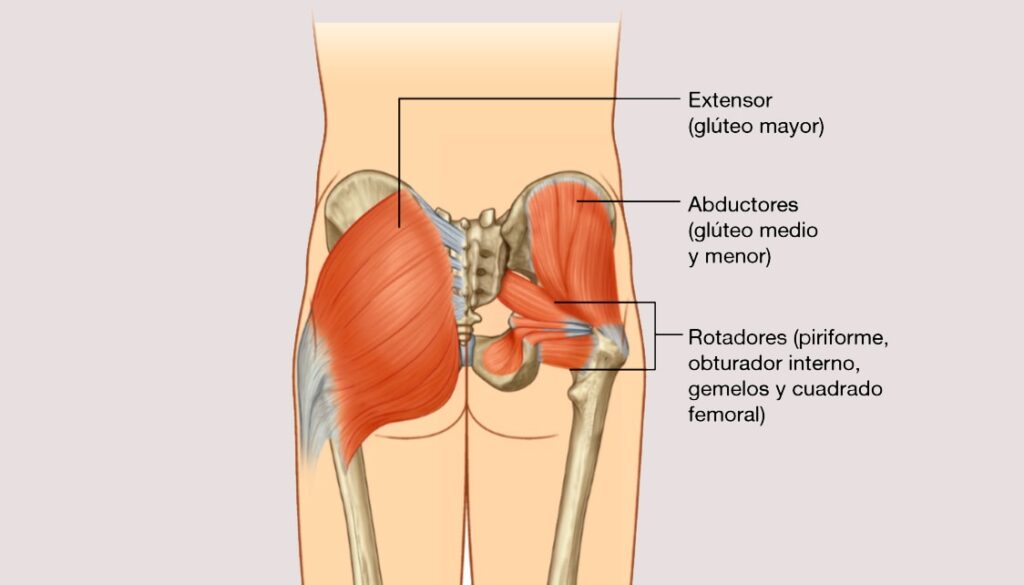 Tendinopatia Glutea Hi Mugi Fisioterapia